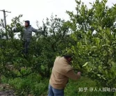 柑橘幼樹春季該怎么管理呢？柑橘幼樹春季管理技巧！