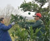 四川種植柑橘的技術員_發現領導和女同事曖昧