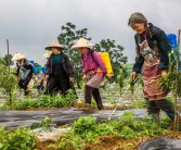 柑橘種植及橘園套種技術_青島地區栽的桔子樹在外面能過冬嗎