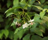 脆蜜金桔盆栽種植技術管理（脆蜜金桔盆栽種植技術管理與管理）