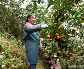 柑橘紅蜘蛛種植技術(shù)_柑橘樹什么時(shí)候打藥