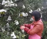 丑美人柑橘種植技術視頻_都美竹爆料吳亦凡