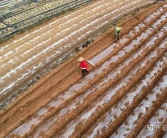 無核沃柑產地信息、種植管理方法和食用方法經驗。