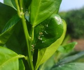 謝后明柑橘種植技術(shù)視頻_優(yōu)質(zhì)柑橘種植戶怎么銷售才能實現(xiàn)利潤最大化