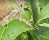 柑橘幼果種植技術_柑橘保花最佳時間