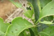 柑橘幼果種植技術_柑橘保花最佳時間