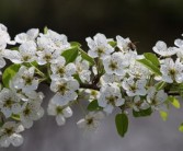 怎么栽植柑橘樹（柑橘樹栽培技術）