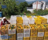 忠縣地區柑橘種植技術推廣_周末想去重慶忠縣玩玩