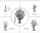 柑橘種植技術創新人才團隊_怎么對現有的柑橘樹