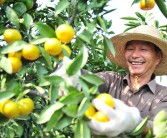 宜都柑橘種植技術(shù)直播_種植前景最好的柑桔品種是什么