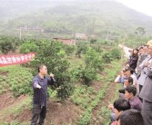 四川種植柑橘技術員_在農村種植水果怎么正規化