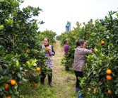 臍橙柑橘種植技術與管理_橙子樹夏季怎么養護