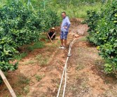 柑橘雨水多怎樣防病蟲害_如何預防柑橘出現日灼