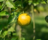 柑橘套種種植技術_花生種子誤拌除草劑還會出芽嗎