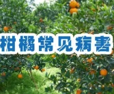 柑橘種植技術貼：全年12個月清園-修剪-施肥-病蟲防治技術一本通