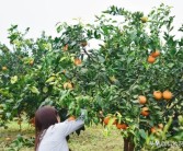 柑橘大棚下種植技術(shù)_脆蜜金柑種植最低氣溫