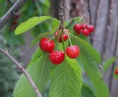 新會(huì)柑苗種植技術(shù)要點(diǎn)（新會(huì)柑苗種植技術(shù)要點(diǎn)）