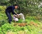 柑橘高效生態種植技術_云南柑橘種植面積排行