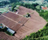 田間示范秀柑橘種植技術_需要建大概多少方的抗旱蓄水池