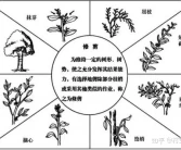 柑橘樹7種剪枝技術，每個步驟是關鍵