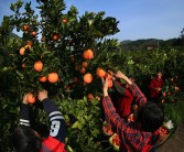 柑橘種植技術管理團隊建設_溫室大棚種菜一茬又一茬