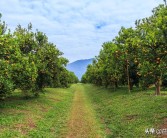 規模種植柑橘技術研究報告_柑橘種植產業管理制度