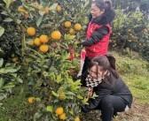 芷江柑橘種植技術_你覺得湖南省怎么樣