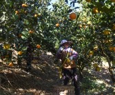 柑橘基地種植技術_新疆可以采用溫室種植柑橘嗎