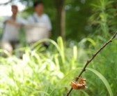 防治柑橘木虱用什么藥效果好（柑橘木虱用什么藥能殺死）