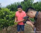 85后柑橘種植技術_地攤賣不完的柑橘怎么儲存