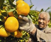 柑橘覆膜種植技術_為什么提倡果園生草