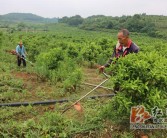 冷水灘柑橘種植技術與管理_湖南永州附近種植什么水果比較好