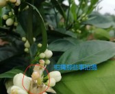 柑橘病蟲害保花保果技術_奇寶920在柑橘保果上效果如何