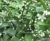 宇花靈柑橘種植管理技術_宇花靈2號助劑使用方法