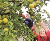 湖南柑橘種植管理技術_湖南農業概況