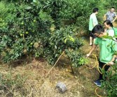 柑橘水肥一體化種植技術_石門柑橘種植技術