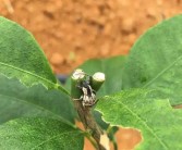 柑橘種植技術與管理順口溜_我想把家鄉土特產推廣出去