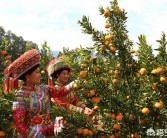 柑橘后期種植技術_30年老柑橘樹移栽注意事項