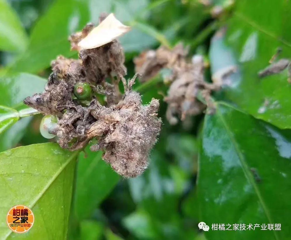 沃柑種植噴水系統設計（沃柑種植施肥視頻）