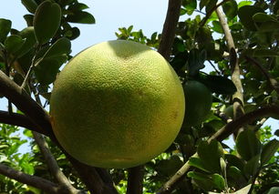 沃柑種植與管理方法有哪些（沃柑高產優質栽培技術）