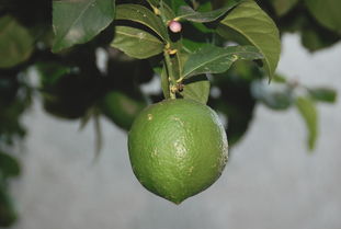 種沃柑壽命能豐產幾年（種植沃柑）