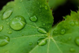 桔子苗種植技術管理技術（桔子苗種植技術管理技術視頻）