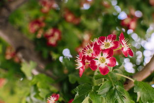 無核沃柑如何保花保果（無核沃柑怎樣保花保果）