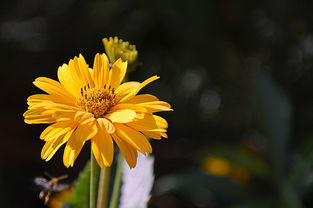 沃柑幾月開花幾月結果呢視頻（沃柑幾月摘不影響來年開花）