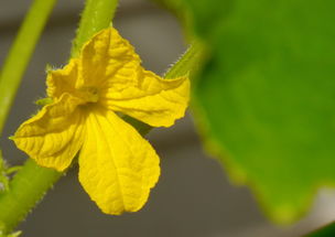 中國椪柑日本哪個產量高（日本柑橘種植區）