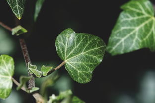 沃柑苗一直種下去不發芽怎么回事呢（沃柑苗一直種下去不發芽怎么回事呢怎么辦）