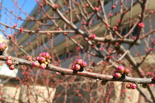 立春柑子嫁接多少天能發芽（柑橘春季嫁接幾月份最好）