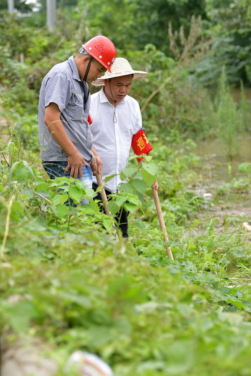 沃柑第三年掛果用葉面肥嗎可以嗎（沃柑第二年施肥）