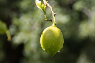 柑橘夏梢管控技術（柑橘放夏梢）