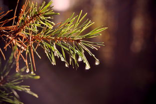 蜜桔樹種植技術管理（蜜桔種植技術與管理）